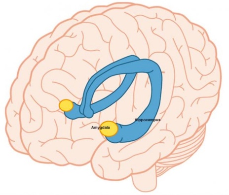 The amygdala 